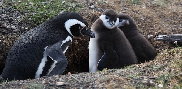 1024px-Magellanic_Penguin_with_chicks_(5540843327)