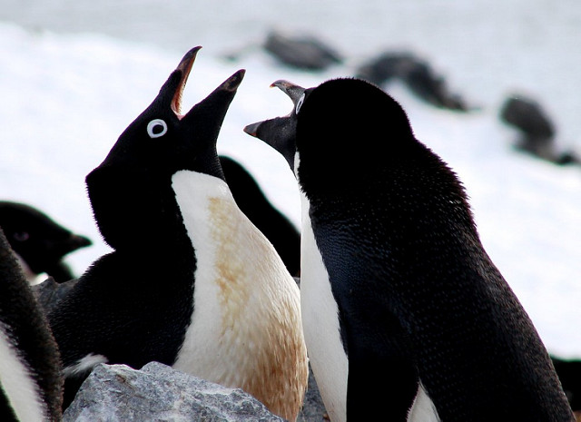 Penguins have unique voice not unlike human fingerprints