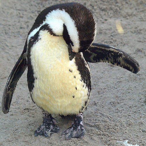 Ancient birds intelligent creatures  -penguins