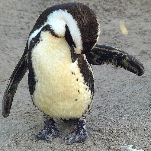 Ancient birds intelligent creatures -penguins Ancient birds intelligent creatures -penguins