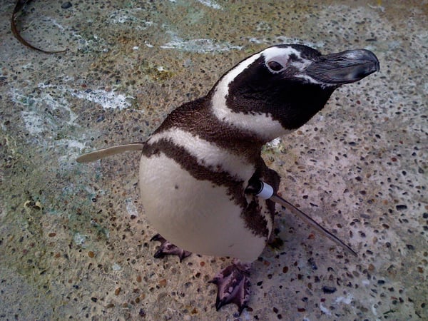 cute penguin