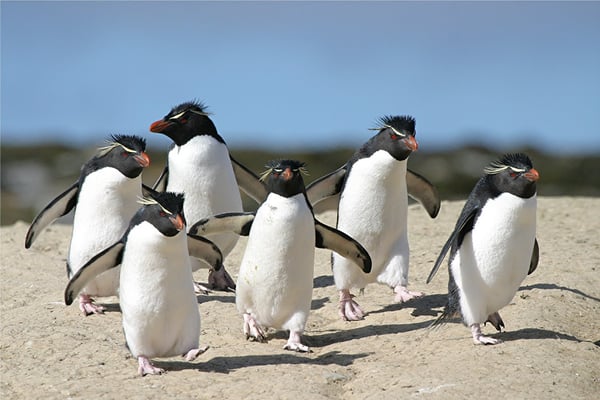 penguins running for blog