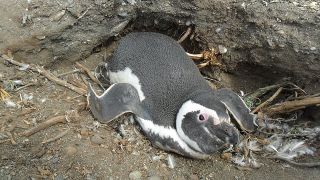 Our mascot penguin Spiffy in her habitat Our mascot penguin Spiffy in her habitat