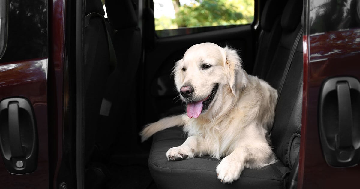 dog hair car interior