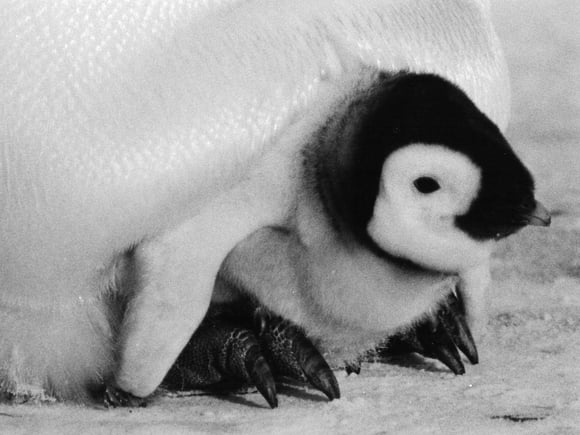 Baby penguin chick sheltered under adult penguin parent