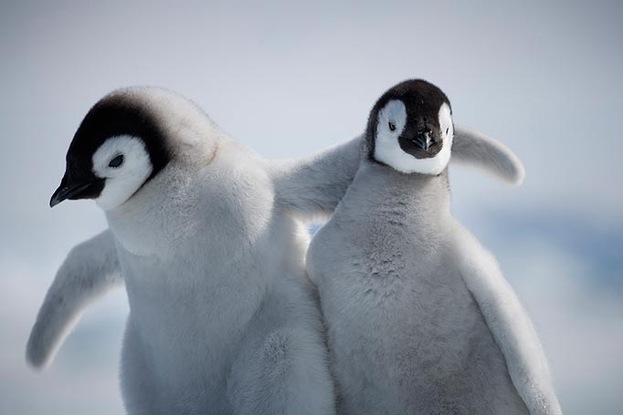 baby penguin pic for blog.jpg