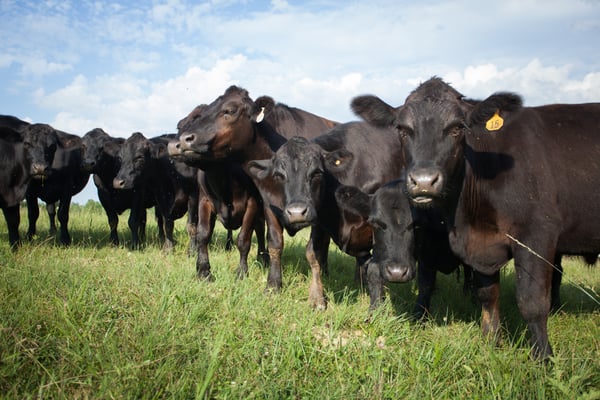 cows-cattle-like-mammal-herd-pasture-grazing-grassland-dairy-cow-grass-dairy-rural-area-cow-goat-family-farm-livestock-agriculture-ranch-fodder-calf-field-1443689