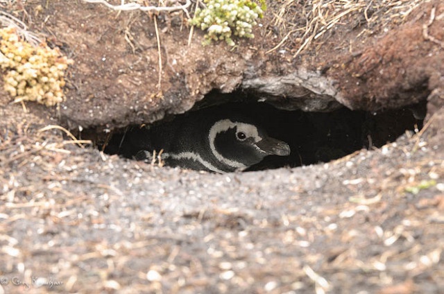 Spiffy the penguin has two babies