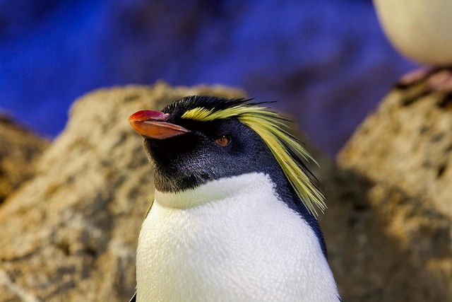 Spiffy the penguin Spiffy the penguin