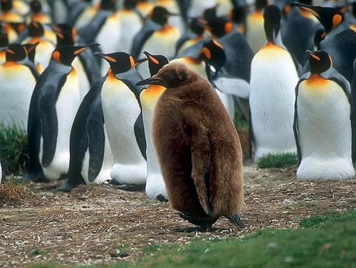 Magellanic species of penguins are listed as near threatened by IUCN Magellanic species of penguins are listed as near threatened by IUCN