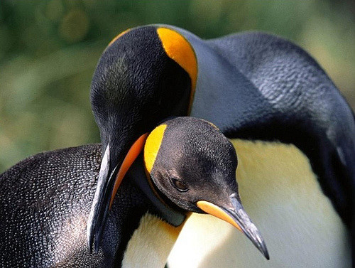 Magellanic penguins mate with the same partner year after year