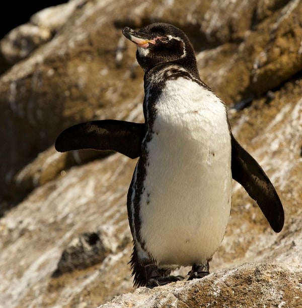 Spiffy the penguin is our adopted penguin mascot Spiffy the penguin is our adopted penguin mascot