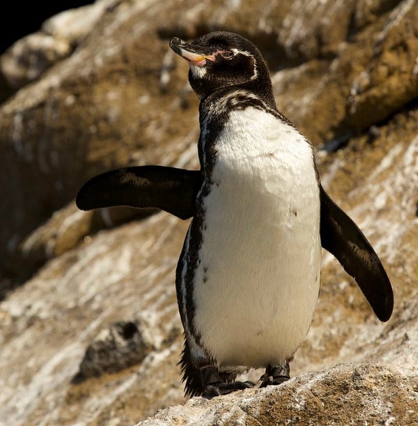 Spiffy the penguin is our adopted penguin mascot