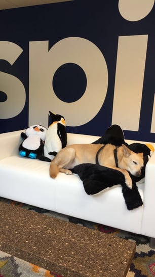 Spiffy Brand Ambassador Bagel the Dog Spiffy Brand Ambassador Bagel the Dog