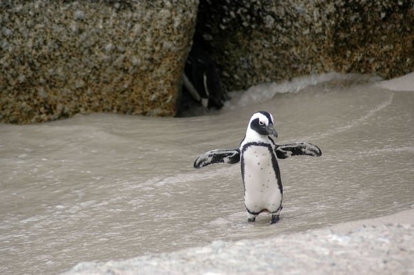 magellanic penguin - Spiffy