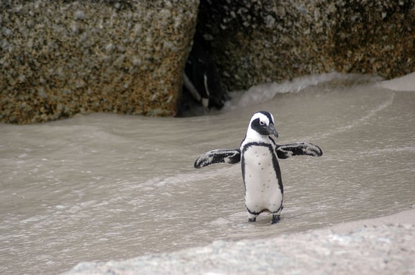 Magellanic Penguin on the beach