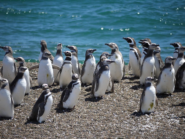 Penguins -highly intelligent ancient birds