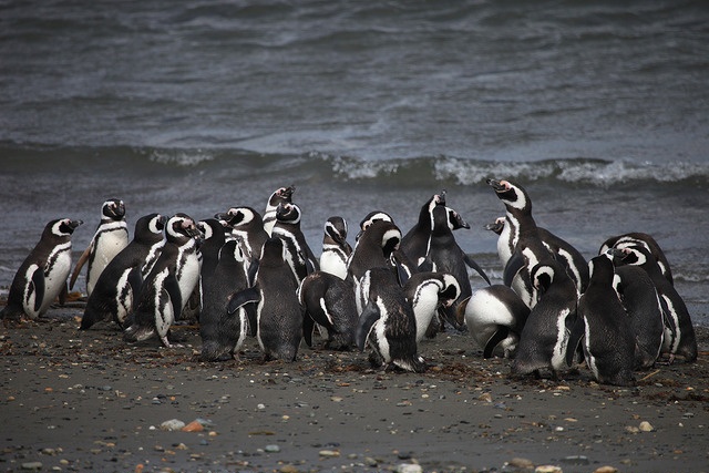 Tuxedo wearing black and white penguins Tuxedo wearing black and white penguins