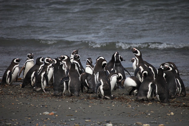 Tuxedo wearing black and white penguins