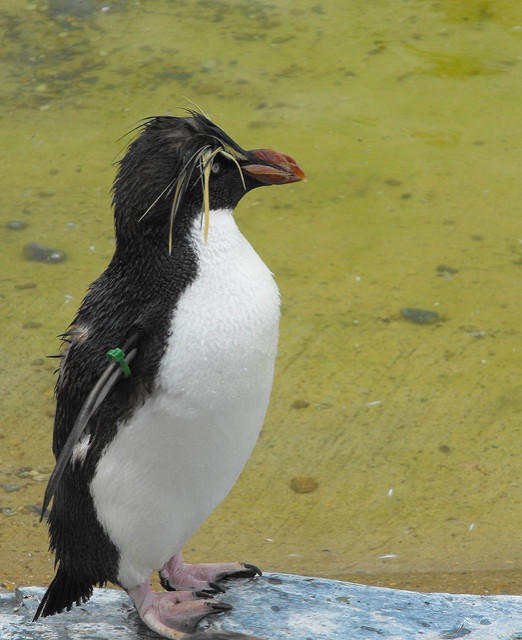 magellanic penguin magellanic penguin