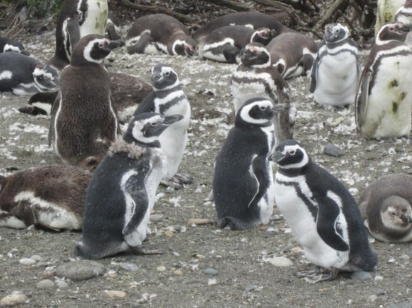 Penguin colony during molting process