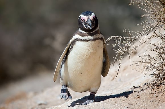 Penguin chick walking on hillside