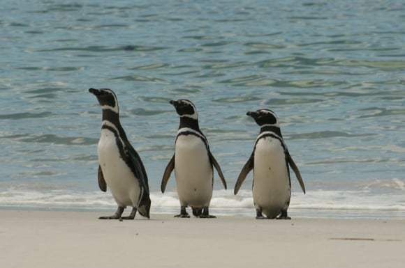 three penguins on the beach