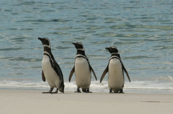 three penguins on the beach three penguins on the beach