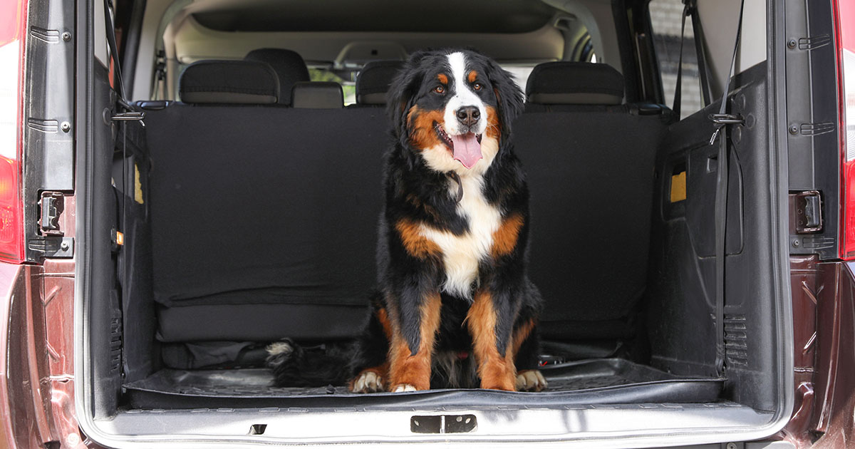 Finally found a solution to get rid of dog hair in my truck. I was