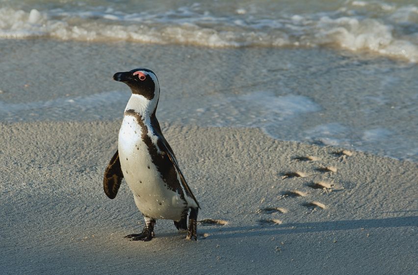 Penguin at the Beach